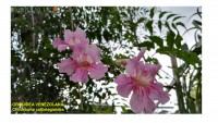 /album/fotogaleria/orquidea-venezolana-1-jpg1/